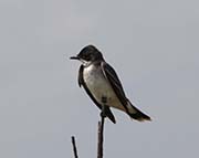 Picture/image of Eastern Kingbird