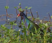 Picture/image of Purple Gallinule