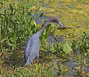 Picture/image of Little Blue Heron