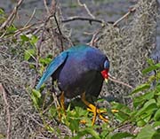 Picture/image of Purple Gallinule