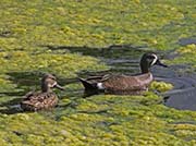 Picture/image of Blue-winged Teal