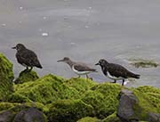 Picture/image of Black Turnstone