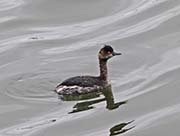 Picture/image of Eared Grebe