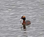 Picture/image of Horned Grebe