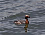 Picture/image of Horned Grebe