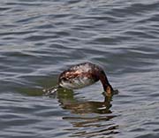 Picture/image of Horned Grebe