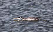 Picture/image of Western Grebe