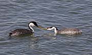 Picture/image of Western Grebe