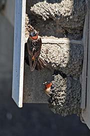 Picture/image of Cliff Swallow