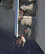 Picture/image of Cliff Swallow