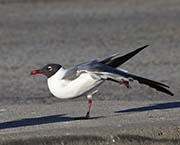 Picture/image of Laughing Gull