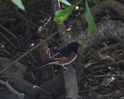 Picture/image of Eastern Towhee