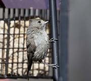 Picture/image of Oak Titmouse