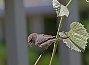 Picture/image of Wrentit