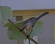 Picture/image of Wrentit