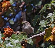 Picture/image of Wrentit