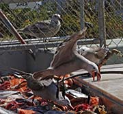 Picture/image of Heermann's Gull