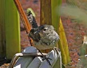 Picture/image of Marsh Wren