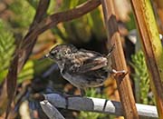 Picture/image of Marsh Wren
