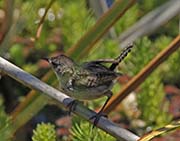 Picture/image of Marsh Wren