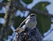 Picture/image of Tree Swallow