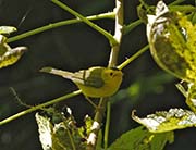 Picture/image of Wilson's Warbler