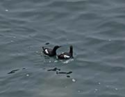 Picture/image of Pigeon Guillemot