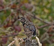 Picture/image of Song Sparrow