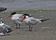 Picture/image of Caspian Tern