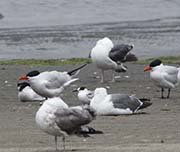 Picture/image of Common Tern
