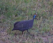 Picture/image of Helmeted Guineafowl