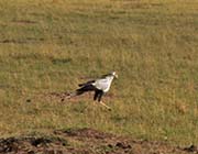 Picture/image of Secretarybird