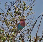 Picture/image of Lilac-breasted Roller
