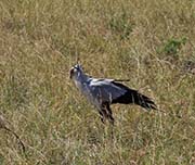 Picture/image of Secretarybird