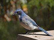 Picture/image of Western Scrub Jay