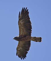 Picture/image of Swainson's Hawk