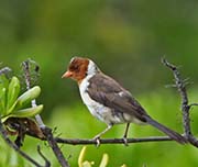 Picture/image of Yellow-billed Cardinal