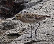 Picture/image of Pacific Golden Plover