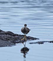 Picture/image of Wandering Tattler