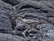 Picture/image of Wandering Tattler