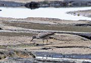 Picture/image of Wandering Tattler