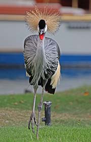 Picture/image of Grey Crowned Crane