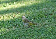 Picture/image of Saffron Finch