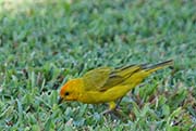 Picture/image of Saffron Finch