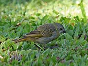 Picture/image of Saffron Finch