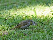 Picture/image of Saffron Finch