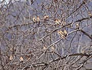 Picture/image of African Silverbill