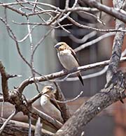 Picture/image of African Silverbill
