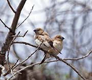 Picture/image of African Silverbill