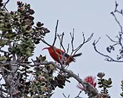 Picture/image of Iiwi